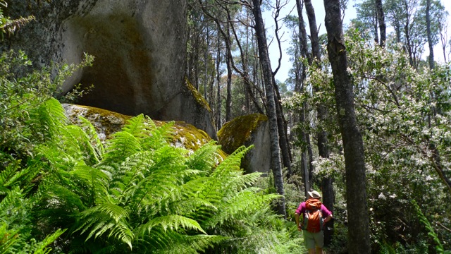 Dayna dwarfed by rocks & ferns at Mt Erica