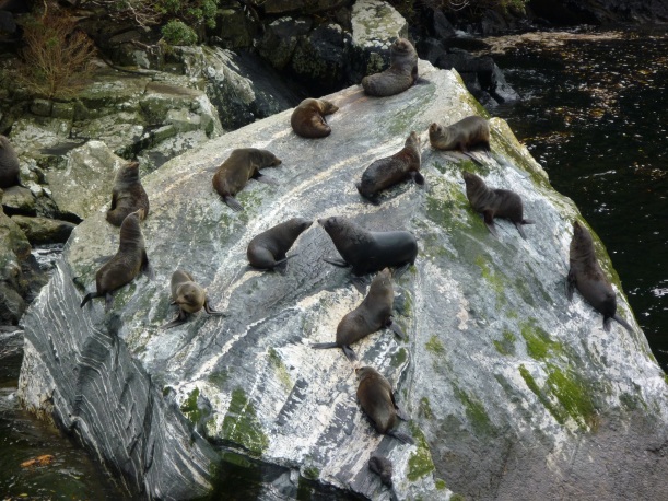 P1060698 Seals on a rock