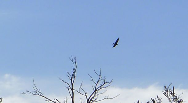 P910 - Wedge-tailed eagle