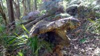 An old log