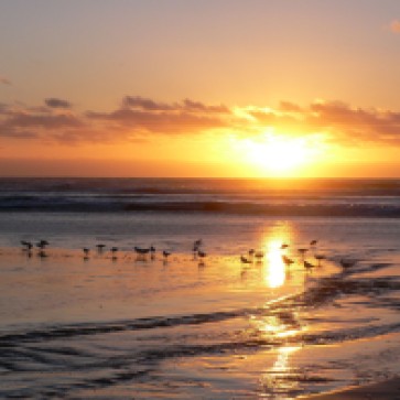 Sunset & gulls