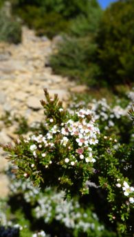 Possibly Alpine Heathmyrtle (Baeckea gunniana)