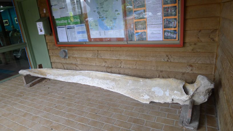 Whale bone outside Visitor Centre - wow that's big!