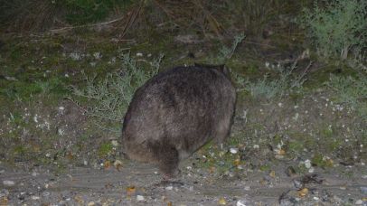 The back of a wombat
