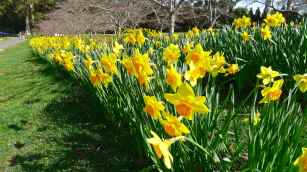 Daffodils beneath the cherry trees