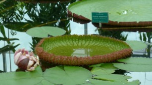 A young Amazon Waterlily pad - note the spines!