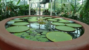 Amazon Waterlily Pavilion