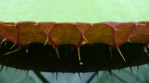 Close up of the spines on the Amazon Waterlily pad