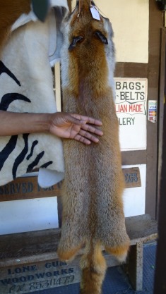 A real fox skin at a tanners & leather good shop on the main street of Harndorf