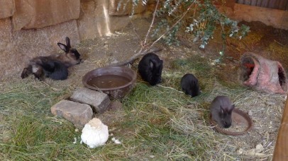 Young rabbits for sale at the tanners shop