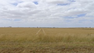 Now this is a wheat field!