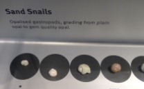 Opalised sand snail shells