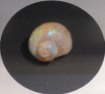 Opalised shell