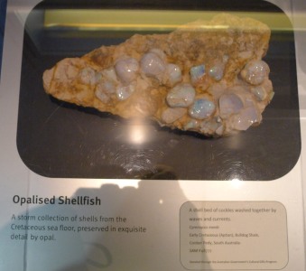 Opalised shellfish cluster