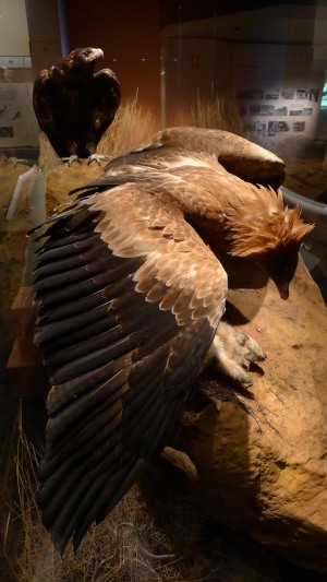 Wedge-tailed eagle from the side - a beautiful specimen, beautifully arranged