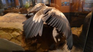 Wedge-tailed Eagle from behind