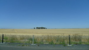 One of many wheat fields