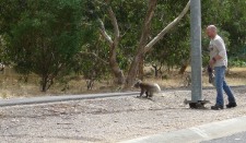 Koala - failed to climb the pole, heading for a tree