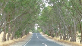 Trees lining the roadside