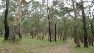 Outlook Rd - Typical bush covering the western hillsides