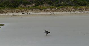 Immature (2nd yr) Pacific Gull