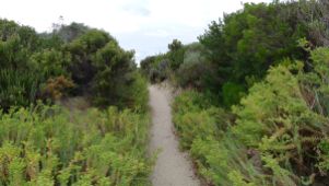 The path through the dune behind Oberon Bay