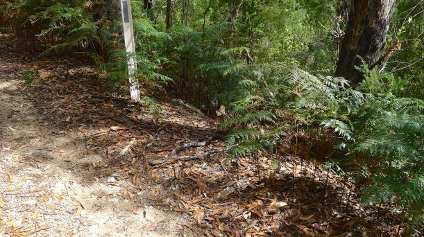 Tiger snake disappearing into the scrub