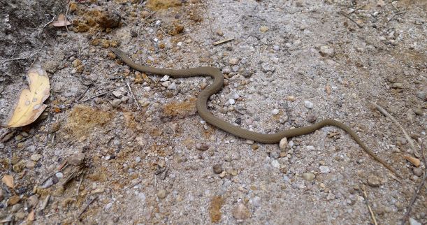 White-lipped snake on path to Oberon Bay