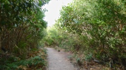 The path behind Norman Beach is shaded in the afternoon