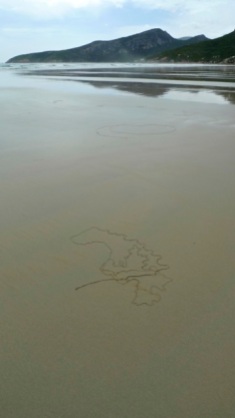 3/12 There were heaps of critters making patterns in the sand all the way along the beach