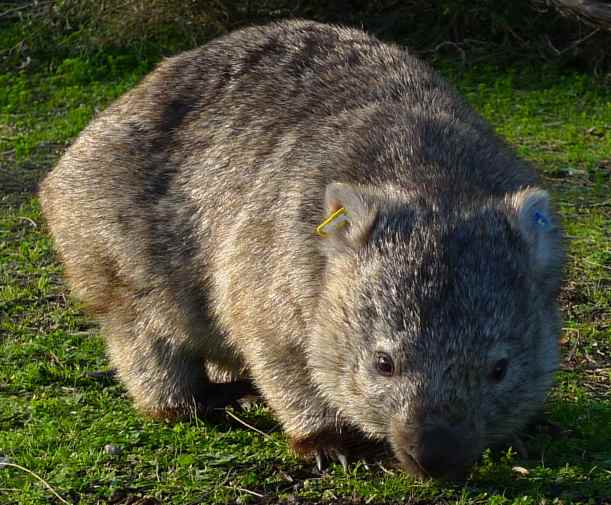 Wombat at Tidal River - much lighter coloured than those seen at the lightstation