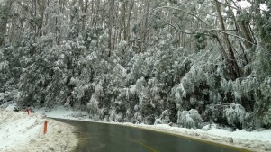 Snow covered trees - not something you get in Queensland where I grew up