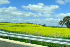 Canola fields, almost as far as you can see