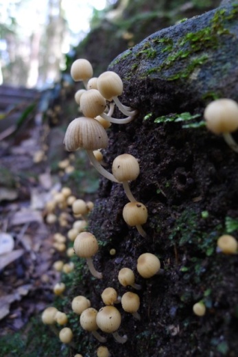 Delicate fungi
