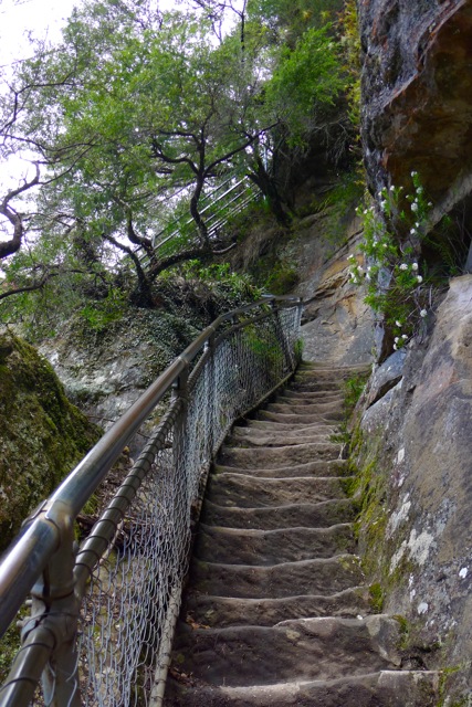 Easier than Giant Steps, but there are still a few steep steps to climb  coming up the Furber Steps – Katoomba, Blue Mountains