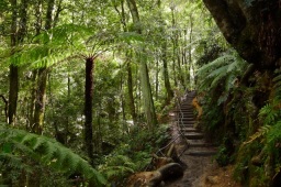 Rainforest in the Jamison Valley near Katoomba Falls