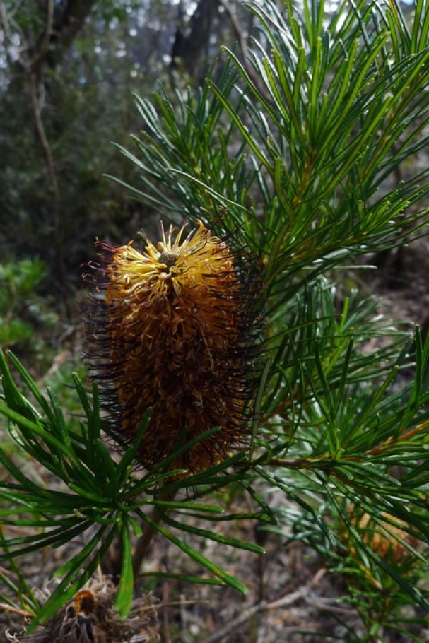 Cunningham's Banksia - needs a lot of time (years) between bushfires to regrow from seed