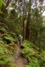 Federal Pass Walking Track to Ruined Castle