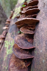 Fungi makes a ladder up a dead tree trunk