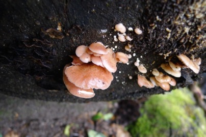More fungi on another tree