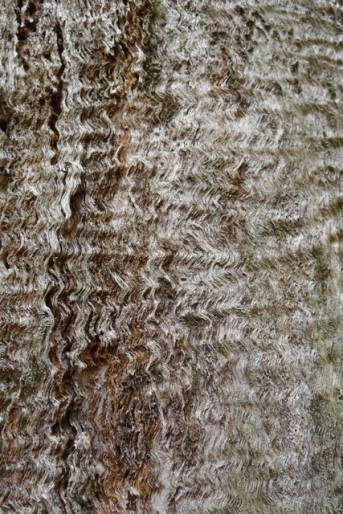 The texture of this bark reminded me of a sheep's fleece