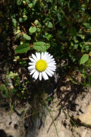 A daisy species