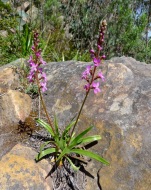 I thought this plant was more commonly found in alpine areas, although it would get pretty cold up here in winter