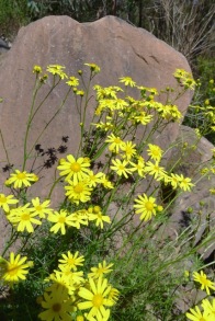 Yellow daisy common along the Razorback Track