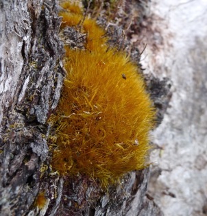 A lovely soft clump of a bryophyte species on a tree trunk