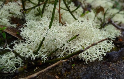 A striking type of lichen I think. I wonder if it's a member of the genus Usnea - the same as Grandfather's Beard