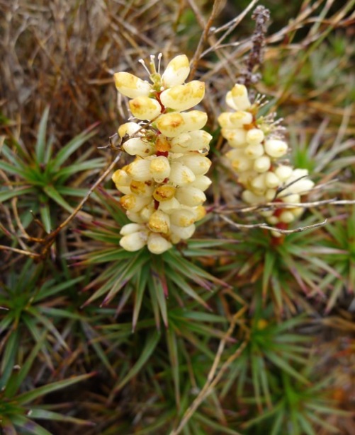 A white Scoparia, or the closely related Bog Candleheath? (Richea spp)