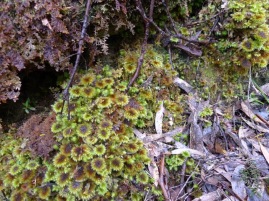 At first glance you might this this was moss, but it's a different type of bryophyte I think