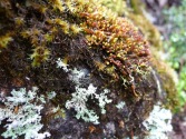 Bryophtyes and maybe lichen on a rock add splashes of colour to the green