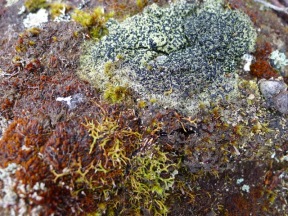 Bryophytes and lichen on a rock